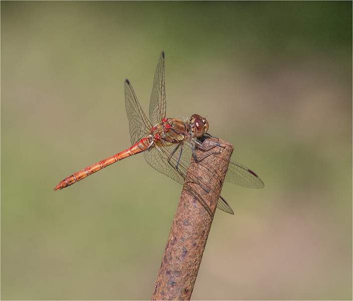 Common Darter_Kim Dewing.jpg